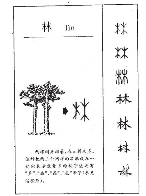 林五行屬性|林 字五行属什么关系